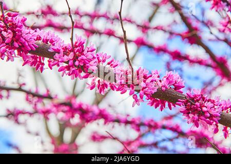 Cherry trees with stunning pink flowers blooming in spring Stock Photo