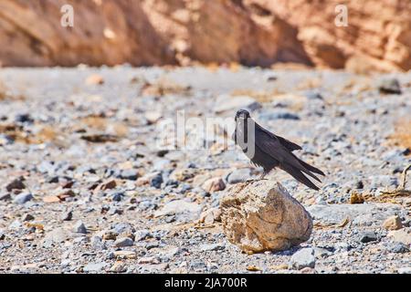 Crow starring at you while on lone rock in desert Stock Photo