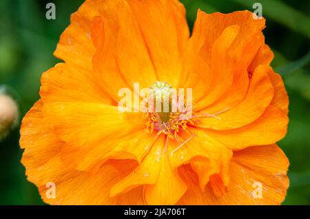 Close up view of a California Poppy flower. Stock Photo