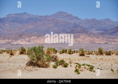 Devils Cornfield in Death Valley with sandy plains and green shrubs Stock Photo