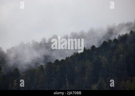 Foggy morning through pine tree silhouette in mountains Stock Photo