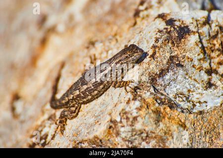Close-up view of cute little lizard taking a break on a large rock Stock Photo