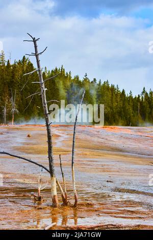 Dead trees in pools of Yellowstone Stock Photo