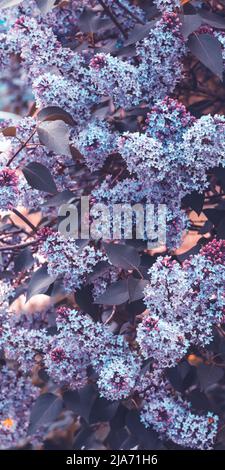 Spring lilac, violet flowers in garden, abstract soft floral background, beautiful mobile wallpaper Stock Photo