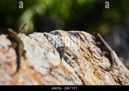 Detail of two lizards resting on a large rock in spring Stock Photo