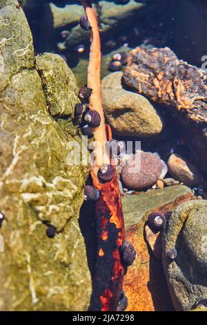 Branch covered in snails inside tide pool on the west coast Stock Photo