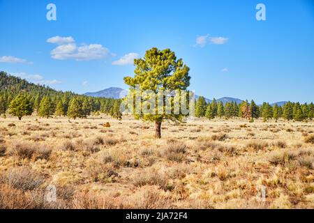 Desert landscape in Arizona spring focused on one lone green pine tree Stock Photo