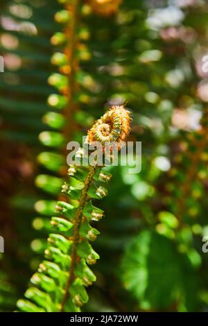 Detail of fern leaf with spiral trip in spring Stock Photo