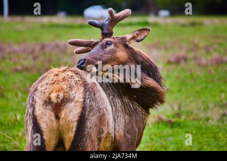 Elk licking back in lush green field Stock Photo