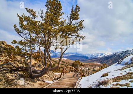 Boardwalk with large tree through snowy path in mountains of Yellowstone Stock Photo