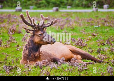 Close-up of large elk with furry antlers resting in a field Stock Photo
