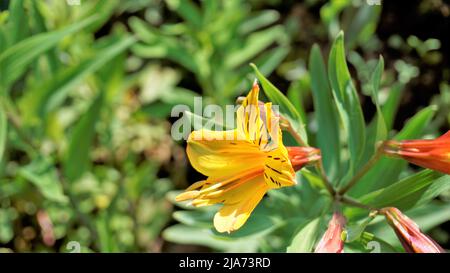 Beautiful flowers of Alstroemeria aurea also known as Peruvian lily or golden lily. Natural green Background