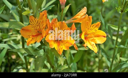 Beautiful flowers of Alstroemeria aurea also known as Peruvian lily or golden lily. Natural green Background