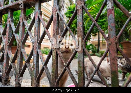 Abandoned cats seen in a private location. City of Salvador in the Brazilian state of Bahia. Stock Photo