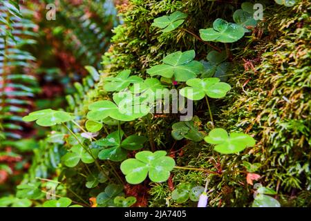 Clovers in detail on mossy tree trunk Stock Photo