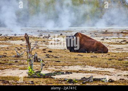 Bison resting on grounds of basin in Yellowstone surrounded by sulfuric steam Stock Photo
