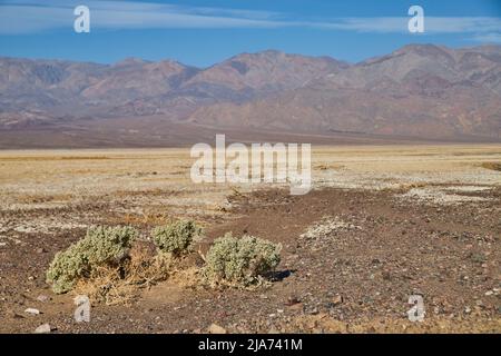 Green shrubs in plains of Death Valley sandy mountains Stock Photo