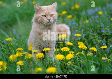 Red cat sits in flowers. Stock Photo