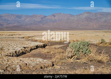 Desert sandy plains with lone green shrub surrounded by mountains Stock Photo