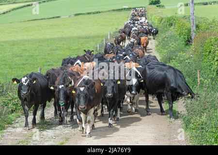 Friesian cows coming home for milking Stock Photo