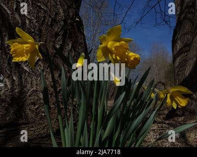 A beautiful group of daffodils stand close together, by a tree trunk. Stock Photo