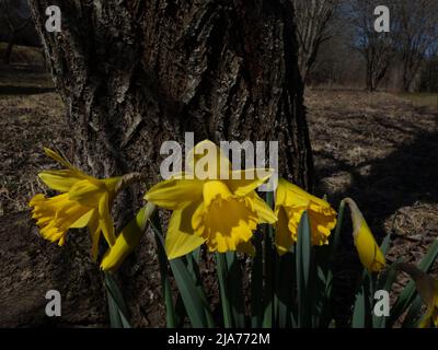 A beautiful group of daffodils stand close together, by a tree trunk. Stock Photo