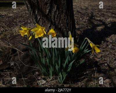 A beautiful group of daffodils stand close together, by a tree trunk. Stock Photo