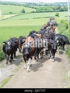 milking cows coming in for milking Stock Photo