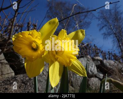 Along the stone fence, the daffodils are in bloom. Stock Photo