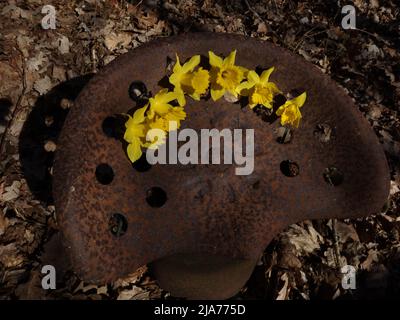 Narcissus Pseudonarcissus on a rusty old tractor seat. Fun background for creative ideas. Stock Photo