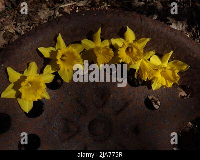 Narcissus Pseudonarcissus on a rusty old tractor seat. Fun background for creative ideas. Stock Photo