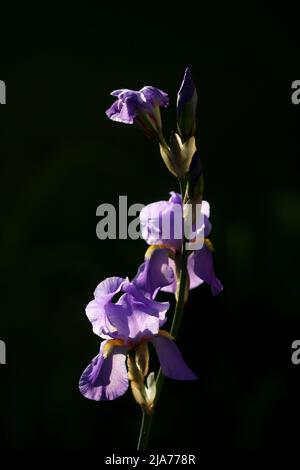 Purple German bearded iris, iris germanica, in a garden, Szigethalom, Hungary Stock Photo