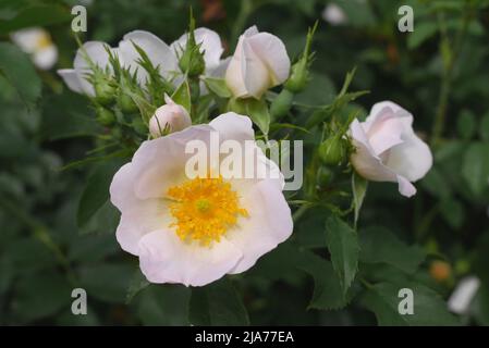 Dog rose, Rosa canina, growing in a garden, Szigethalom, Hungary Stock Photo