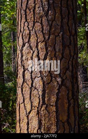Detail of pine tree bark tree with soft light Stock Photo