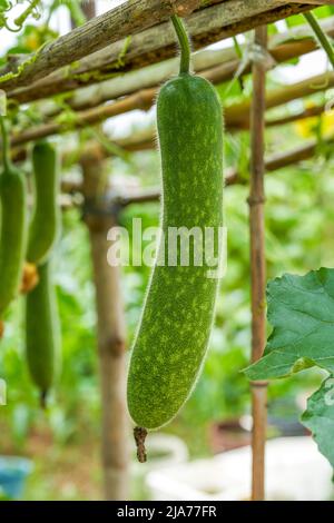 Close-up of zucchini and winter squash grown in melon stand in farmland Stock Photo