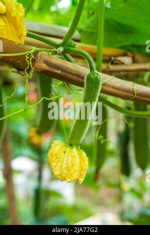 Close-up of zucchini and winter squash grown in melon stand in farmland Stock Photo