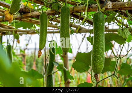 Close-up of zucchini and winter squash grown in melon stand in farmland Stock Photo