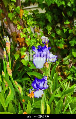 Adorable small purple flowers on spring plants Stock Photo