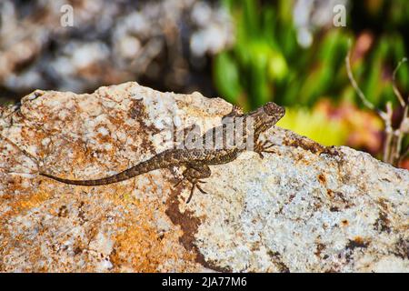 Close-up of desert lizard resting on rock next to green foliage Stock Photo