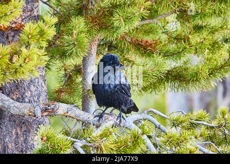 Large black crow resting on pine tree branch Stock Photo