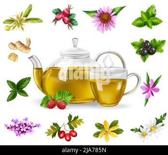 Herbal green tea set with berries realistic isolated vector illustration Stock Vector