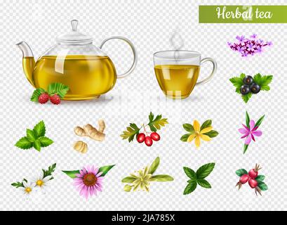 Realistic cup and pot of hot herbal tea various herbs and flowers isolated on transparent background vector illustration Stock Vector