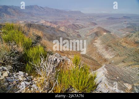 Desert plants in spring with view of Death Valley from high up Stock Photo