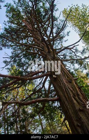 Detail of pine tree with many empty branches looking up Stock Photo