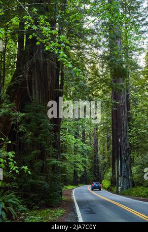 Car driving down clean road in forest of Redwoods Stock Photo