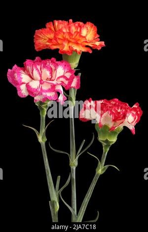 Three colorful carnations isolated on black background Stock Photo