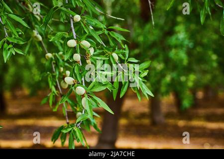 Branch with almonds growing in farm Stock Photo