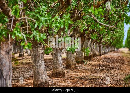 Almond tree farm tree trunk detail in spring Stock Photo