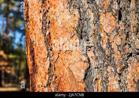 Colorful pine tree bark detail Stock Photo