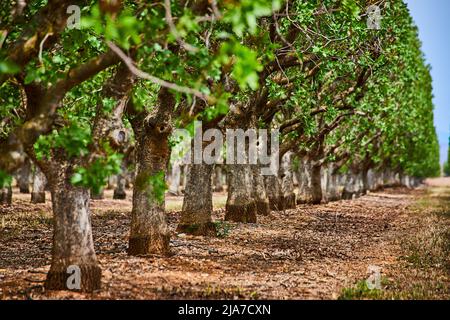 Detail of tree trunks in almond tree farm Stock Photo